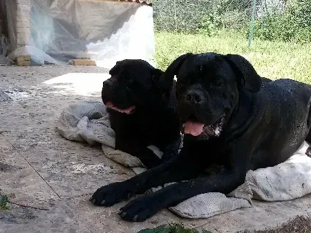 Dos perros negros están acostados sobre una manta en el suelo.