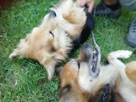 Dos perros están acostados boca arriba en la hierba.