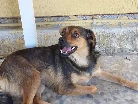 Un perro marrón y negro yace en el suelo con la lengua afuera.
