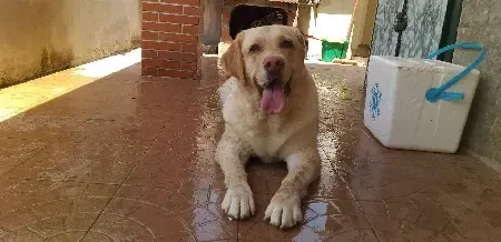 Un perro está tumbado en el suelo con la lengua fuera.