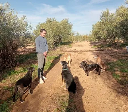 Un hombre de pie junto a un grupo de perros en un camino de tierra.