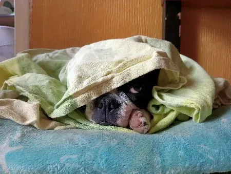 Un perro está acostado debajo de una manta en una cama.