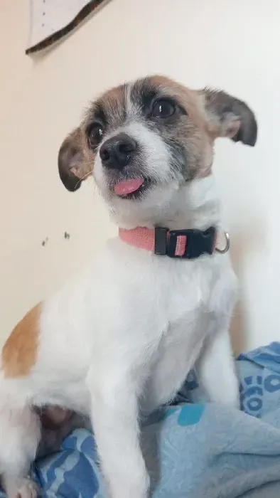Un perro marrón y blanco que lleva un collar rosa saca la lengua.