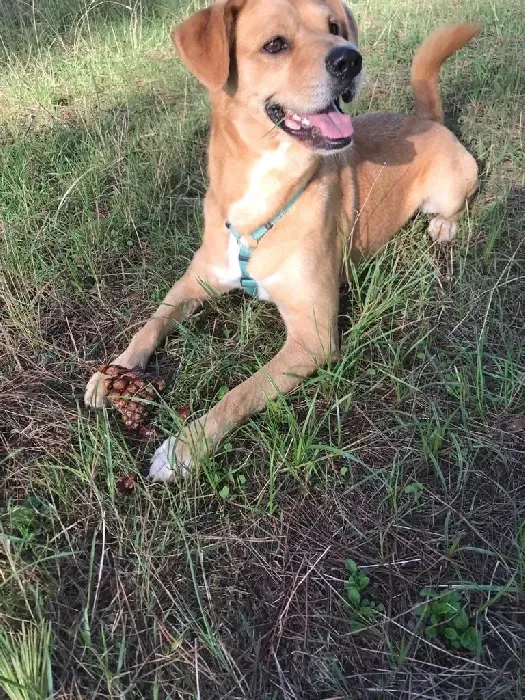 Un perro está tumbado en el césped con la lengua fuera.
