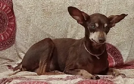 Un pequeño perro marrón está acostado en una cama.