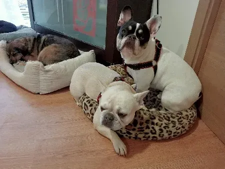 Tres perros están durmiendo en camas para perros en el suelo.