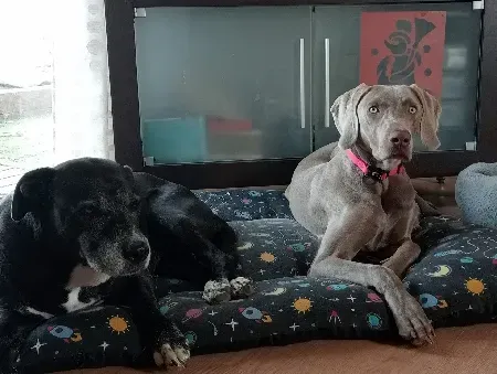 Dos perros están acostados en una cama para perros en una sala de estar.