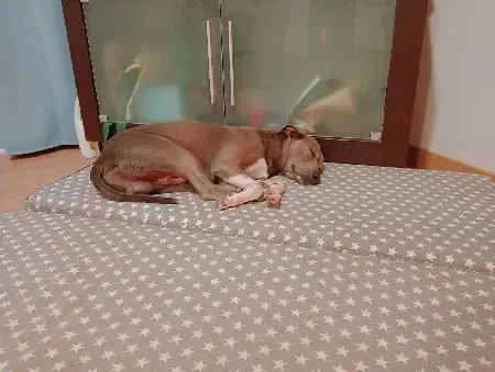 Un perro está durmiendo en una cama con estrellas.