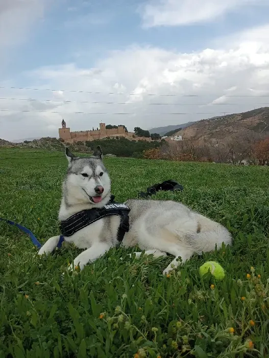 Un perro husky está tumbado en el césped con una pelota de tenis.