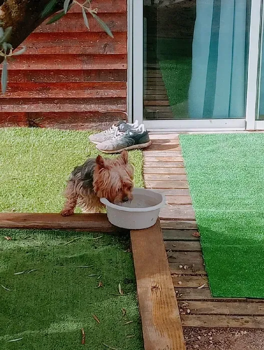 Un perro pequeño está bebiendo agua de un recipiente blanco.