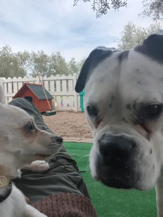 Dos perros se miran el uno al otro con una valla al fondo.