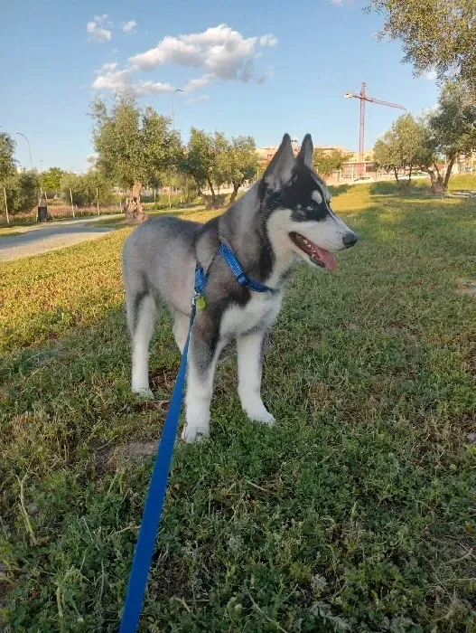 Un cachorro de husky está parado en el césped con una correa.