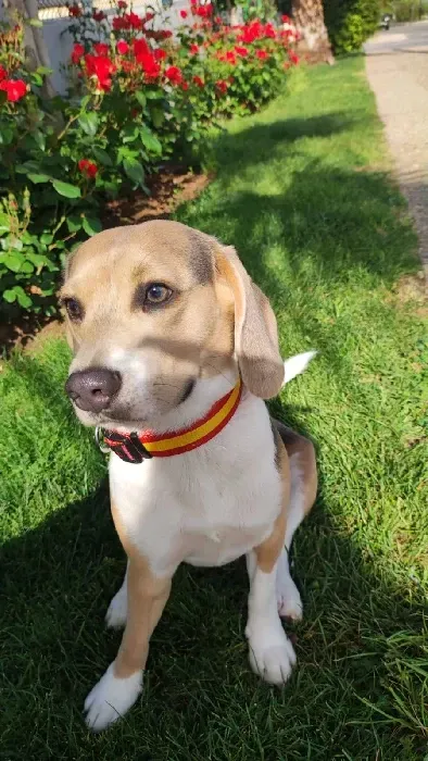 Un perro marrón y blanco con un collar rojo y amarillo está sentado en el césped.