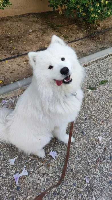 Un perro blanco está sentado en el suelo con una correa.