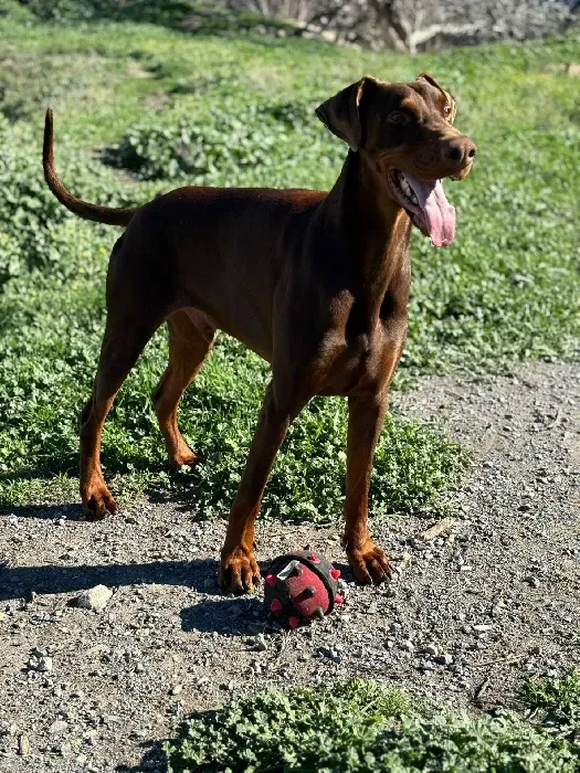 Un perro marrón está parado junto a una pelota roja en un campo.