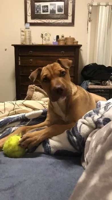 Un perro está acostado en una cama jugando con una pelota de tenis.