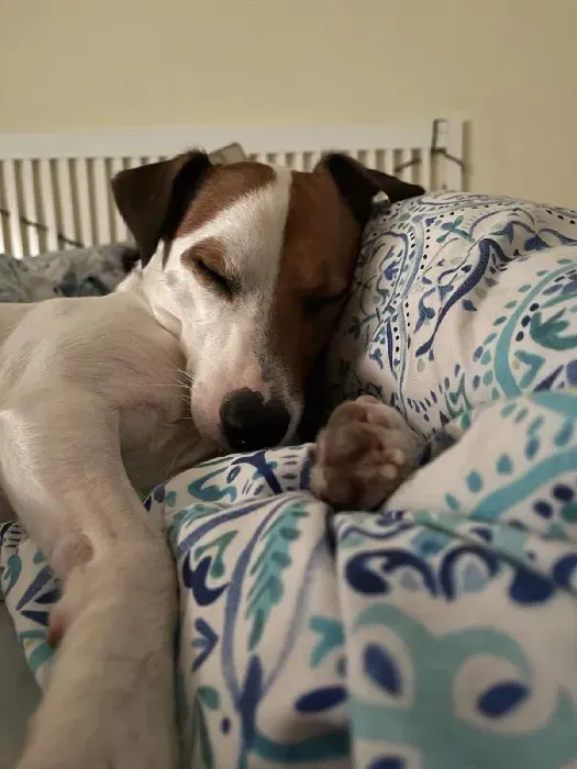 Un perro marrón y blanco está durmiendo en una cama.