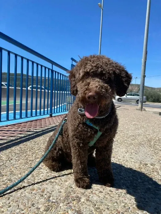 Un pequeño perro marrón con correa sentado en una acera