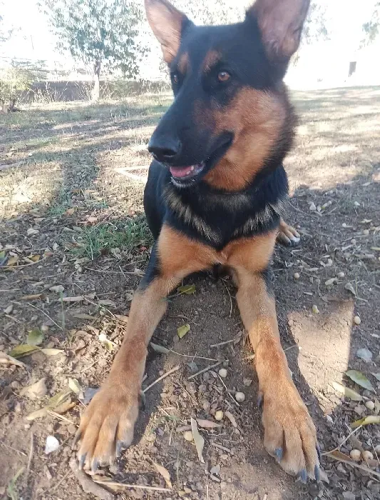 Un perro pastor alemán yace en el suelo, en la tierra.
