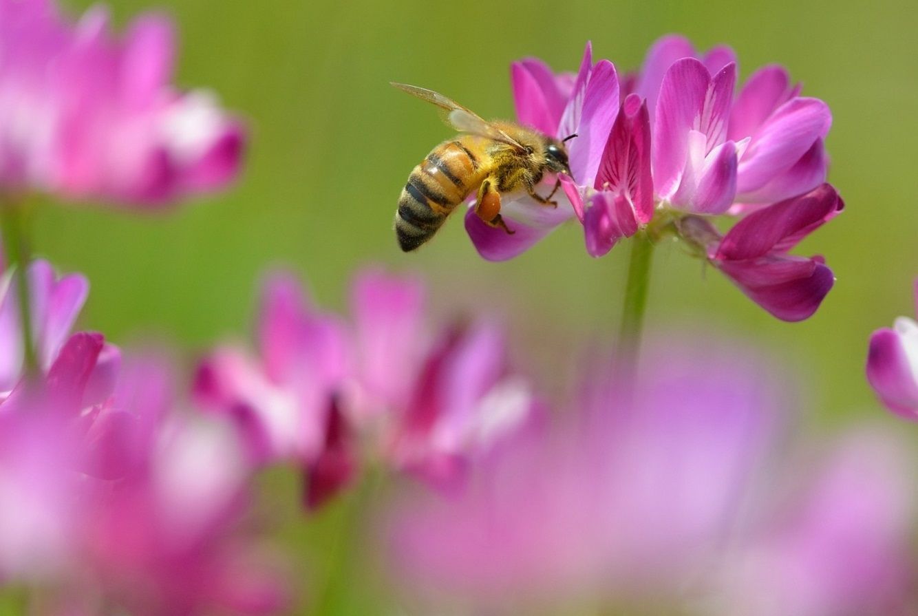 Abeille qui butine une fleur