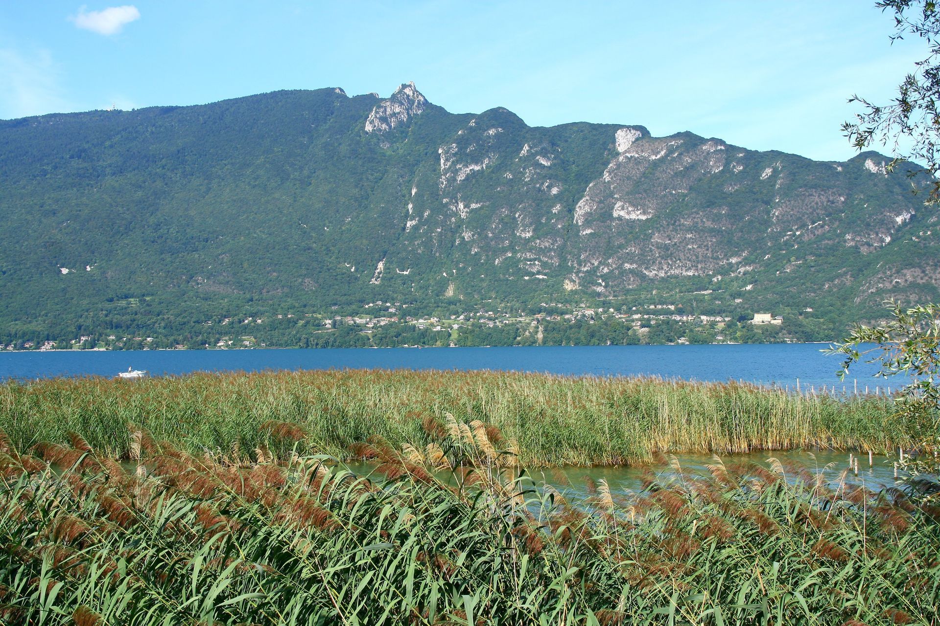 Roselières aux abords du lac du Bourget