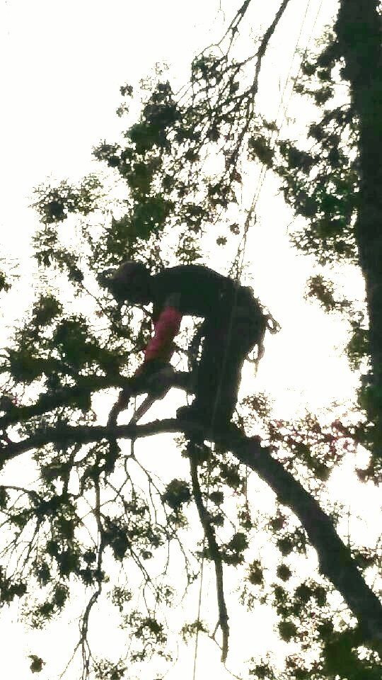 Intervention de votre élagueur