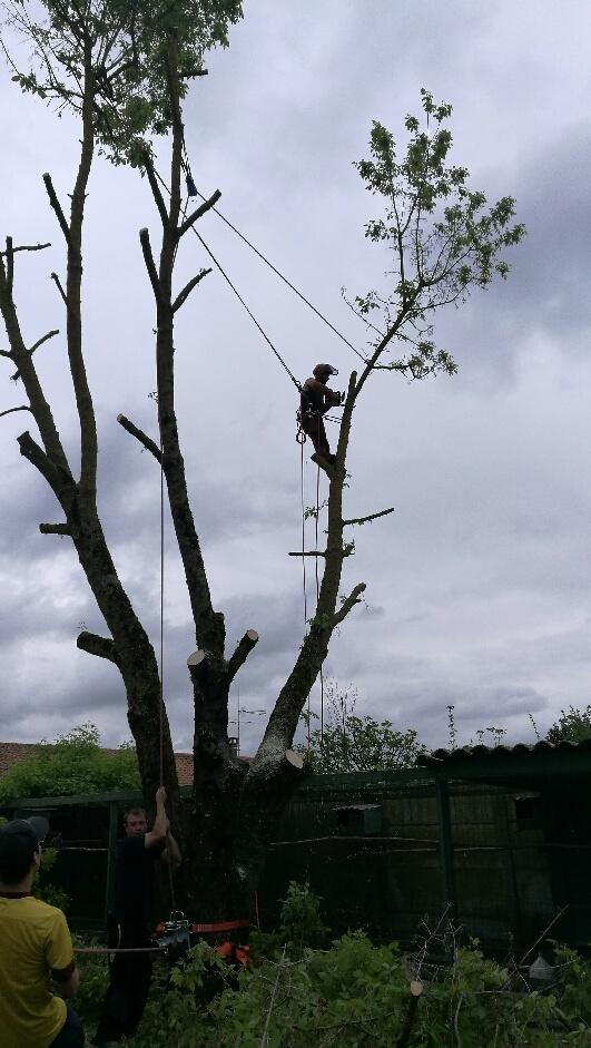 Coupe d'arbre toute hauteur
