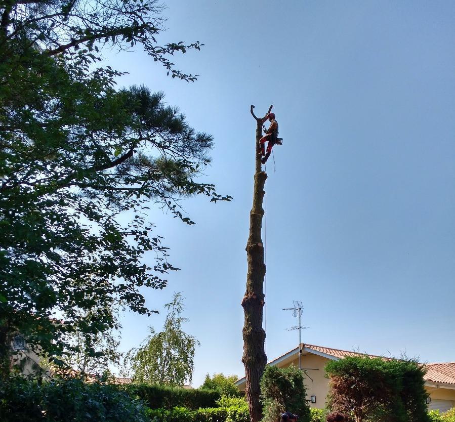 Coupe et taille d'arbre