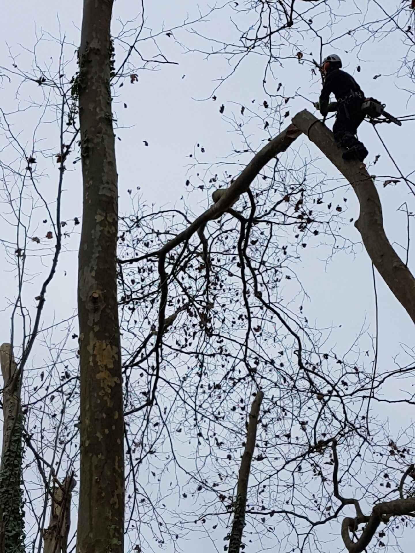 Élagueur professionnel