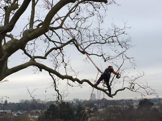 Entretien branche toute longueur