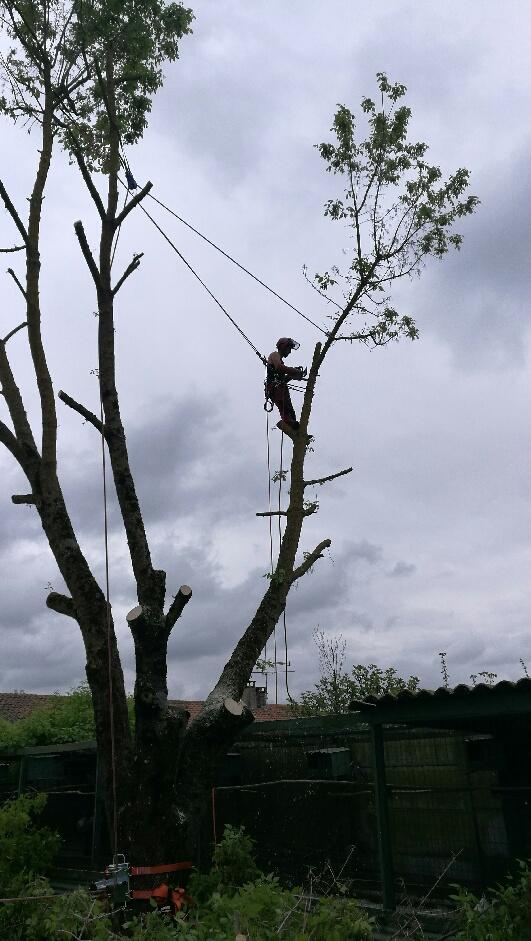Intervention élagueur sécurisée