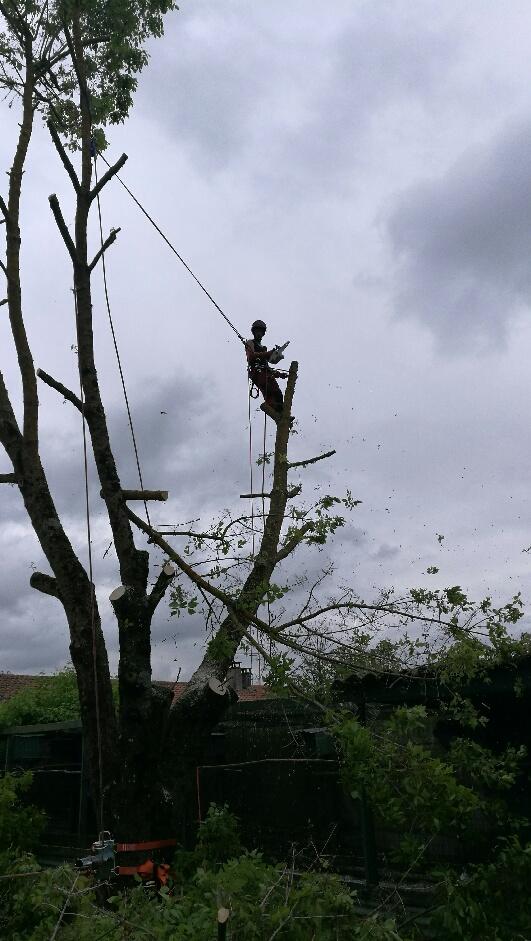 Intervention élagueur