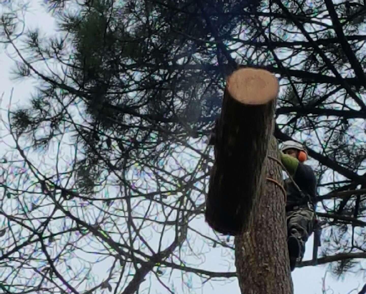 Intervention abattage d'arbres