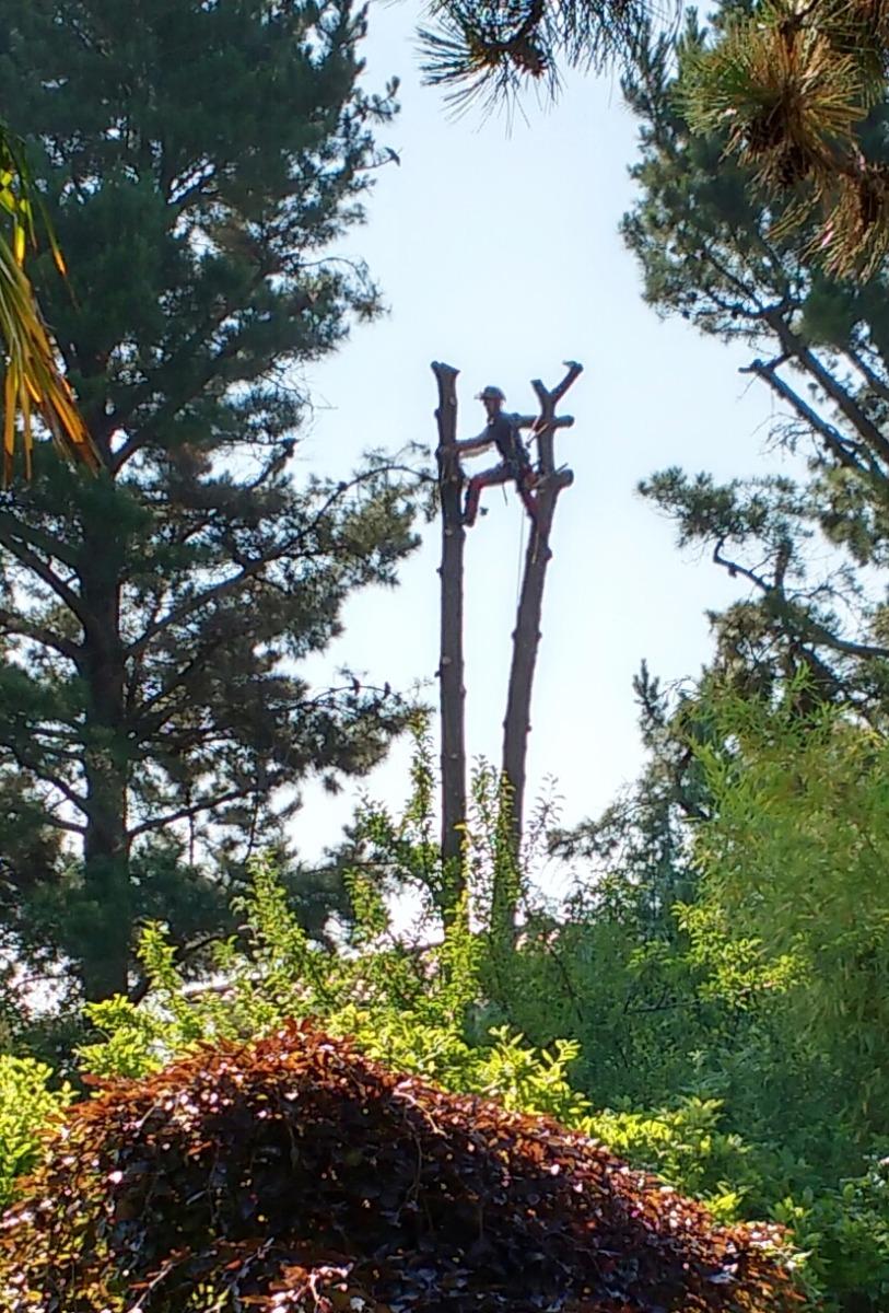 Service professionnel entretien d'arbres