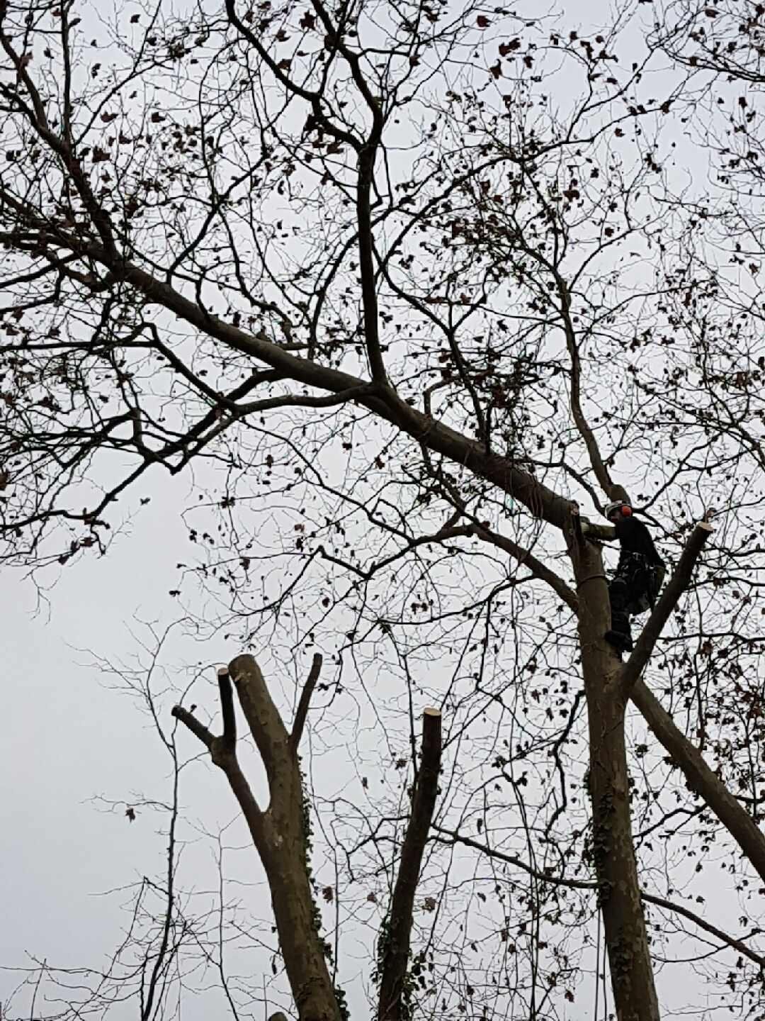 Taille douce d'arbre