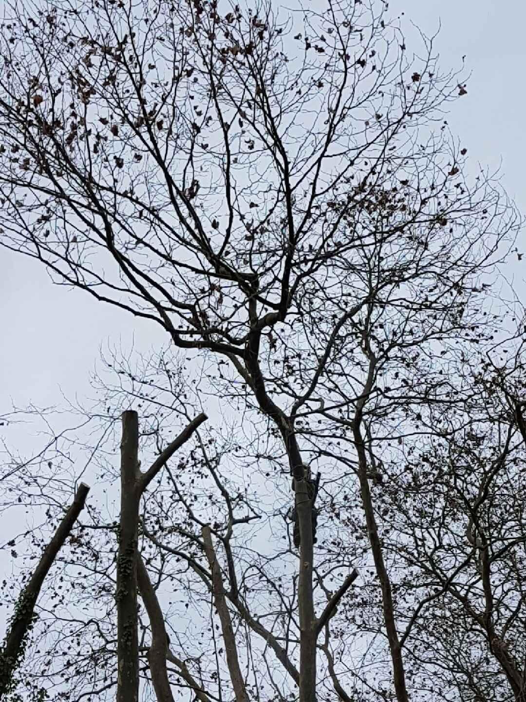 Entretien arbre jardin