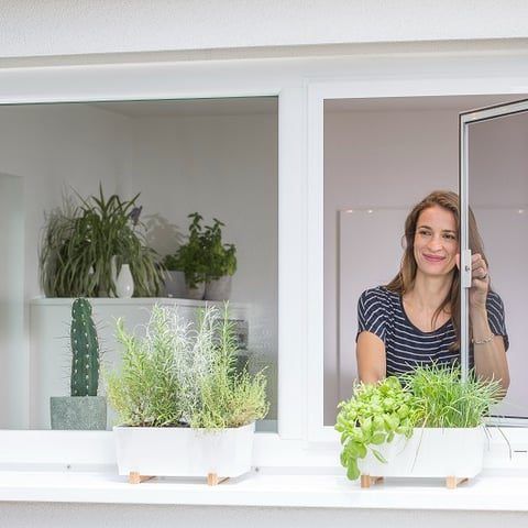 Fenster mit Insektenschutzgitter