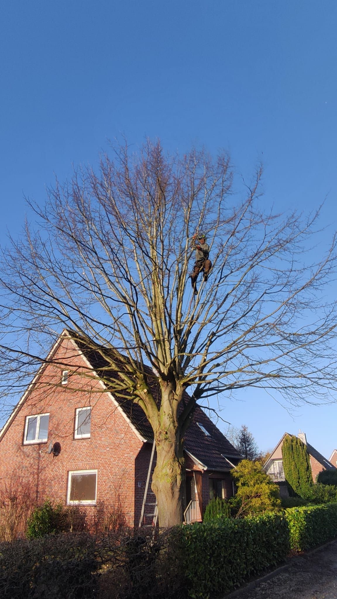 Ein Mann klettert auf einen Baum vor einem Backsteinhaus.