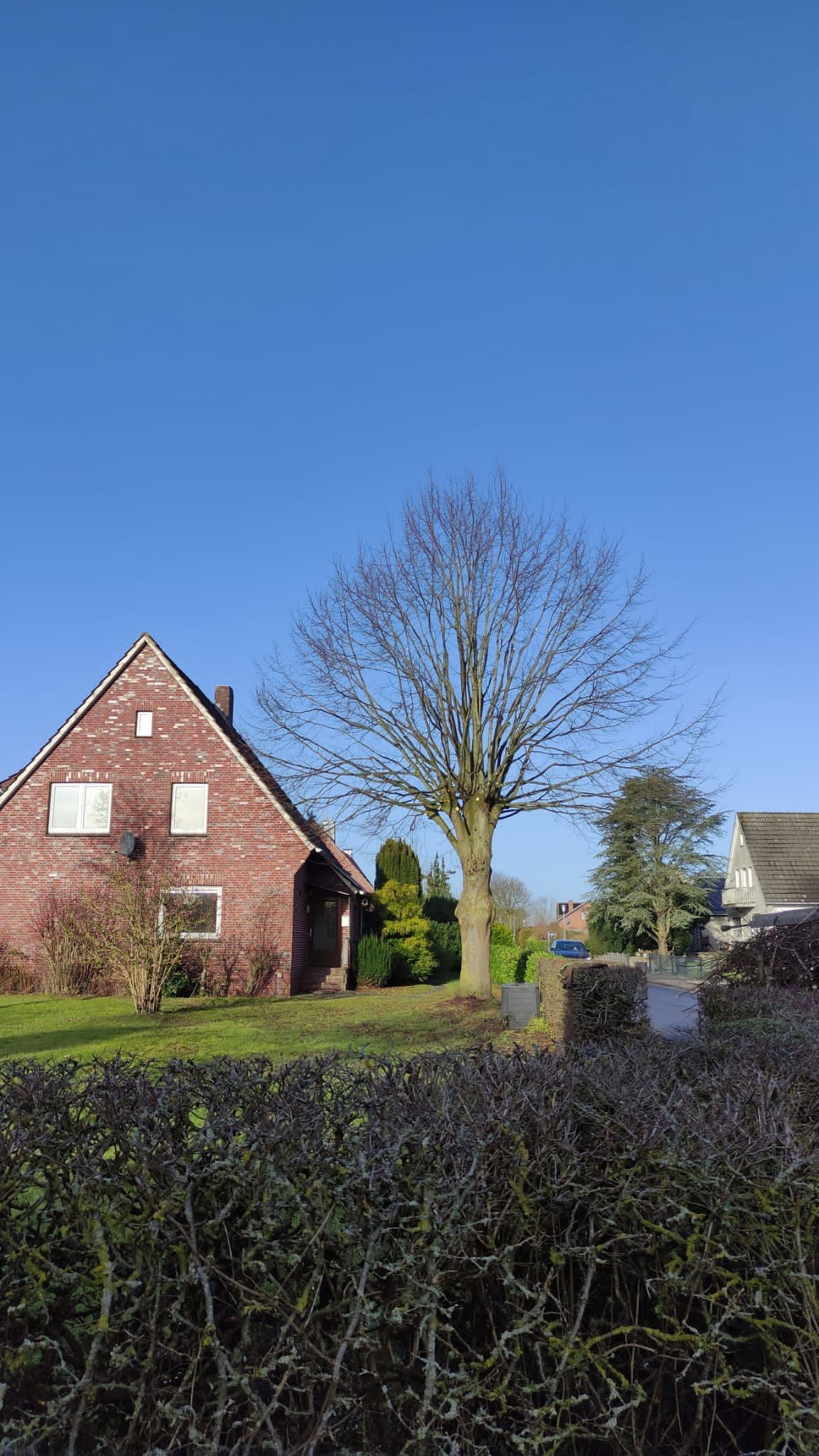 Ein Backsteinhaus mit einem Baum davor an einem sonnigen Tag.