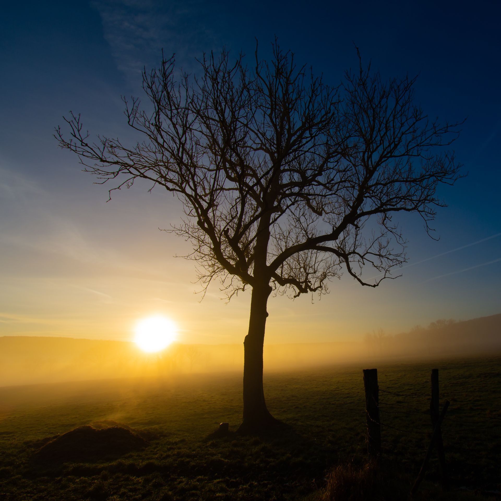 Arbre sans feuilles au coucher du soleil