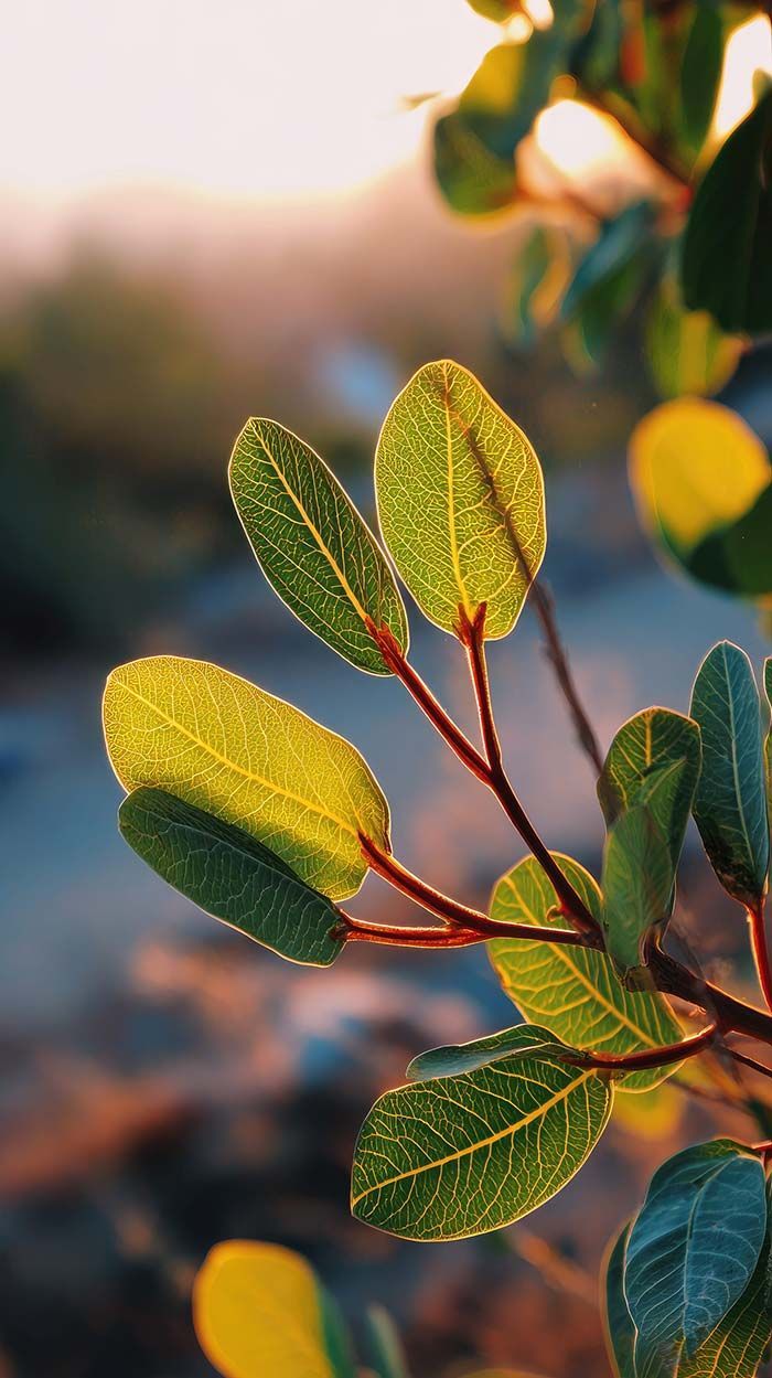 Hojas verdes iluminadas por el sol, con rocío sobre tallos rojos y un fondo suavemente desenfocado