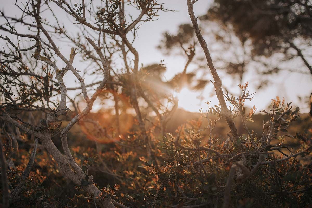 Matorral soleado, con ramas secas y una cálida luz dorada al atardecer