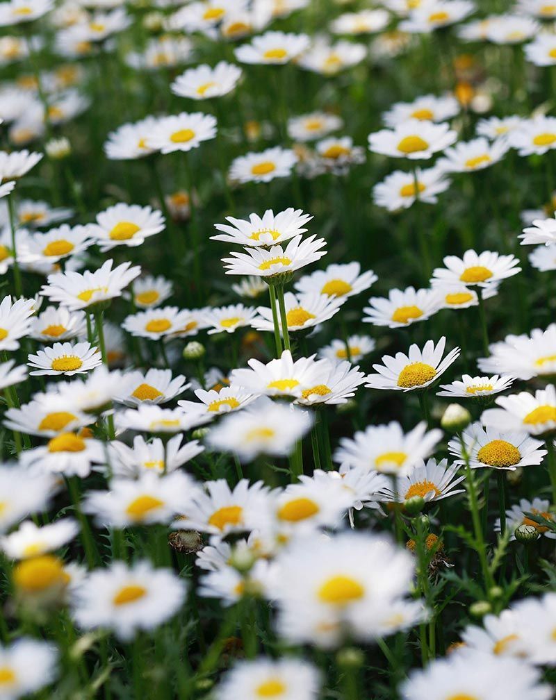 Campo de margaritas blancas con centros amarillos que se mecen entre la hierba verde