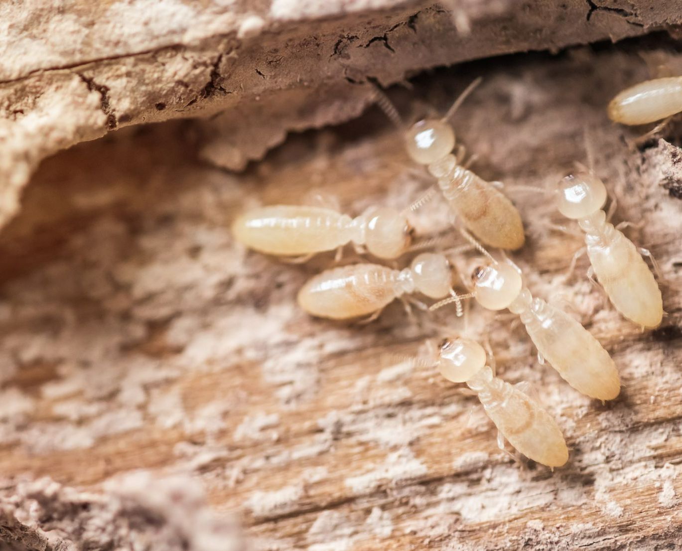 Des termites