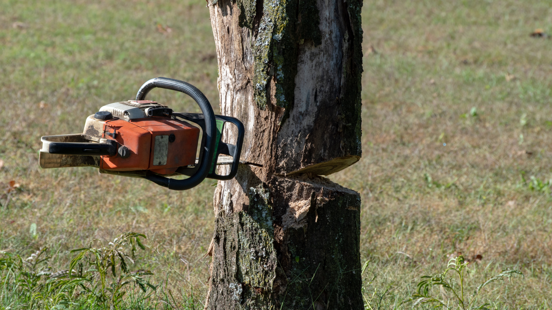 Une tronçonneuse est enfoncée à mi-chemin dans un tronc d'arbre vertical, au milieu d'un champ herbeux.