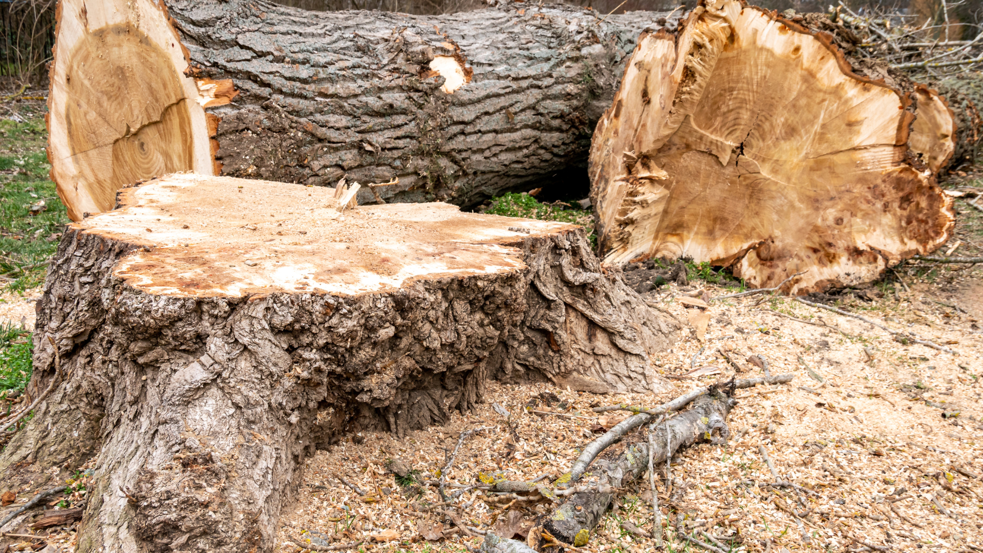 Des souches et des troncs d'arbre coupés gisent au sol, recouverts de sciure.