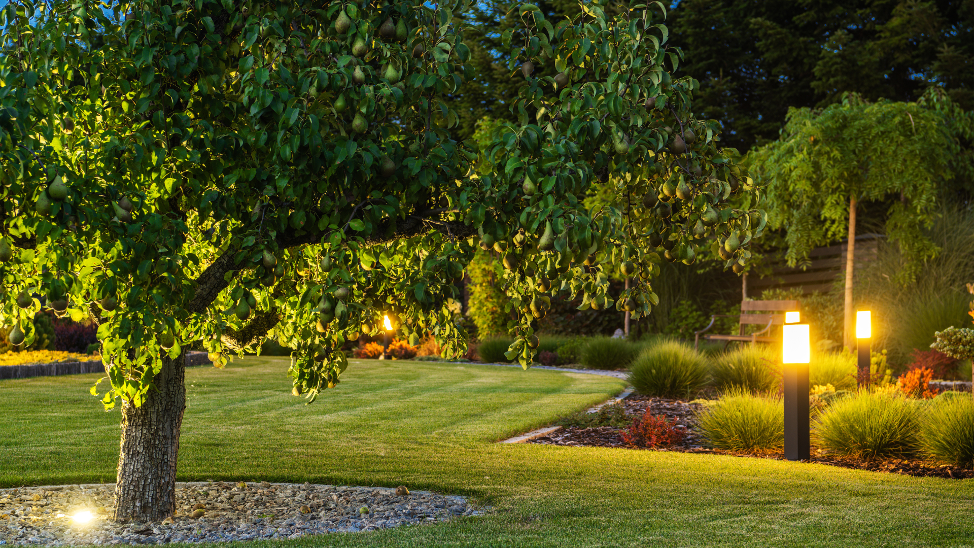 Un jardin arrière bien éclairé avec un grand arbre, une pelouse soignée et des luminaires de chemin.
