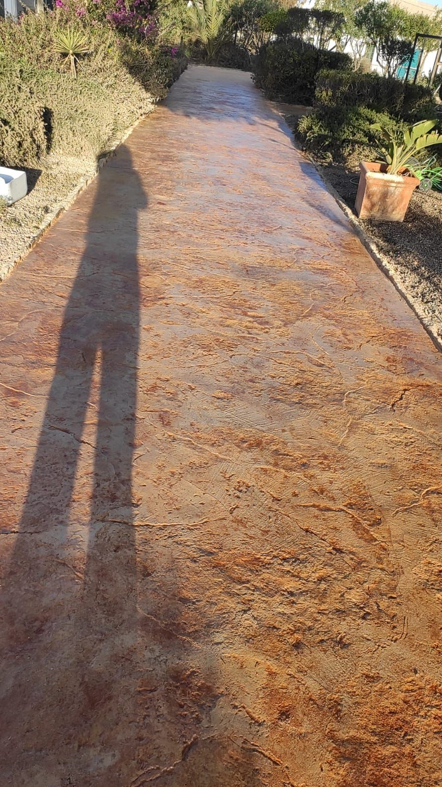 Sendero estrecho iluminado por el sol, con superficie húmeda, bordeado de plantas y arbustos en macetas