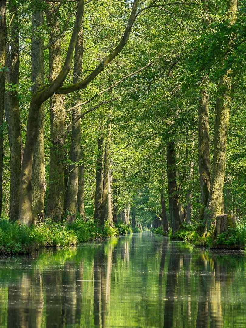 Bäume säumen einen ruhigen Wasserweg und spiegeln das grüne Laub wider. Sonnenlicht fällt durch das Blätterdach.