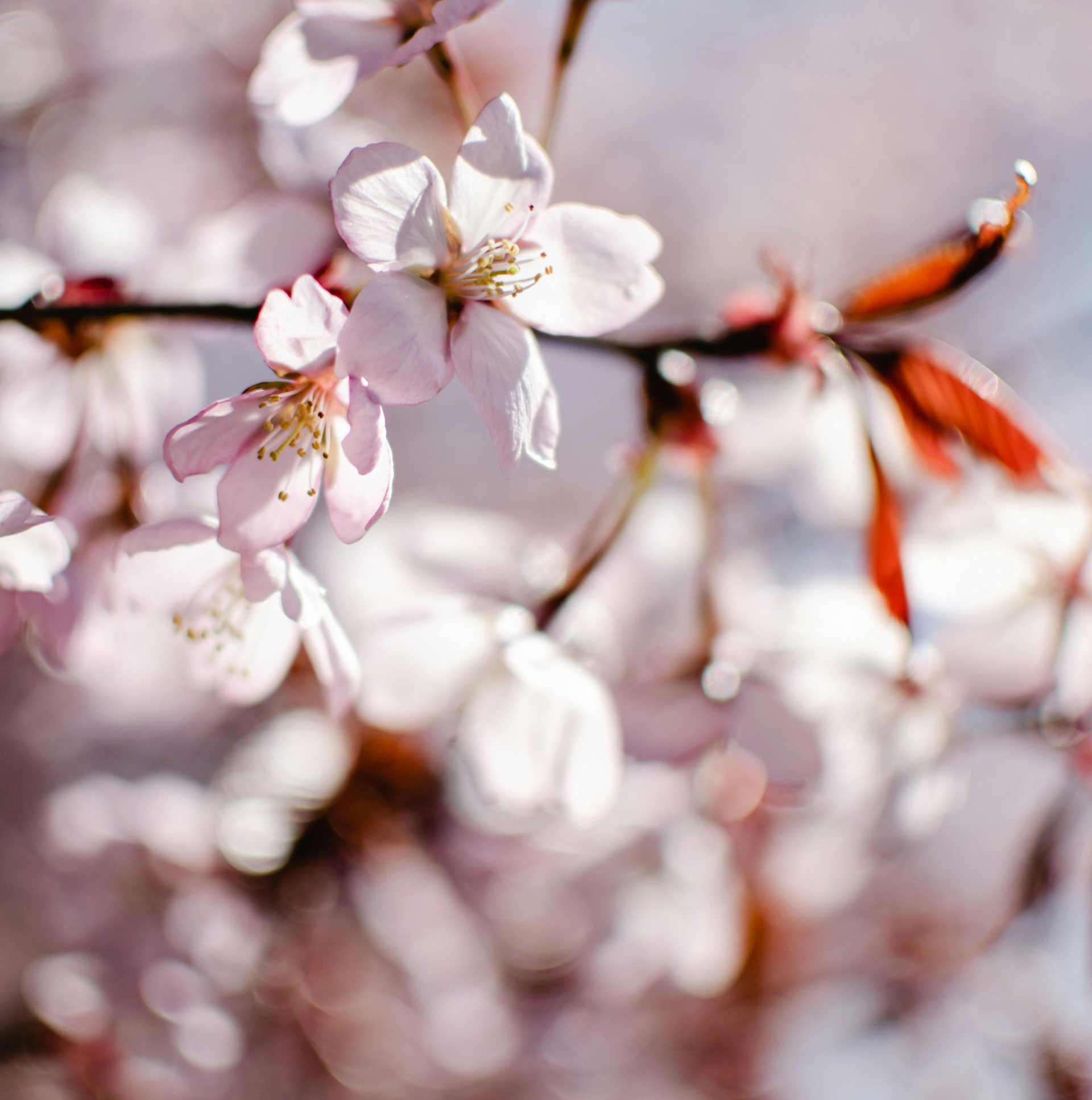 Menschen speisen in der Abenddämmerung im Freien unter Lichterketten und Bäumen.